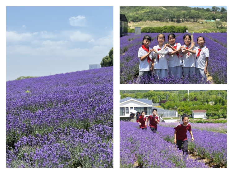 01薰衣草.jpg